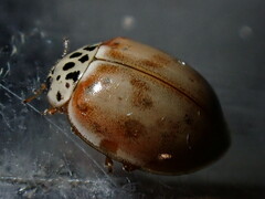 Harmonia quadripunctata