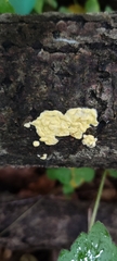 Trichoderma sulphureum