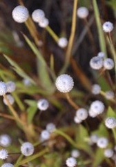 Eriocaulon