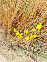 Linaria spartea