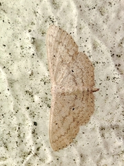 Scopula minorata