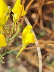 Linaria spartea
