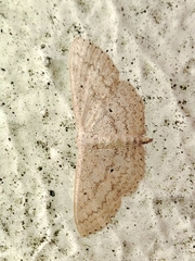 Scopula minorata