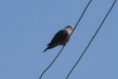 Streptopelia capicola