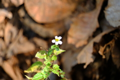 Bidens pilosa