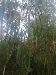 Eucalyptus goniocalyx