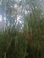 Eucalyptus goniocalyx