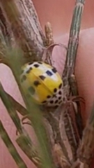 Coccinellinae