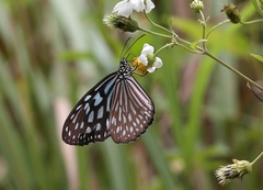 Ideopsis similis