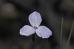 Patersonia