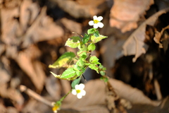 Bidens pilosa