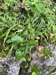 Rorippa