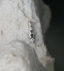 Ypsolopha sequella