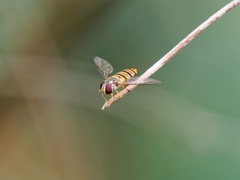 Episyrphus