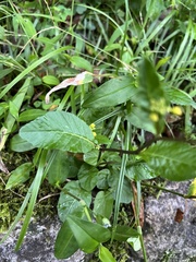 Rorippa