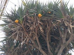 Pandanus utilis