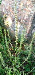 Linaria purpurea