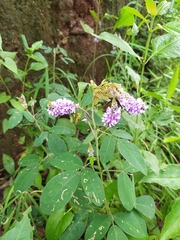 Grona heterocarpos