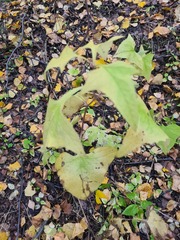 Parasenecio hastatus