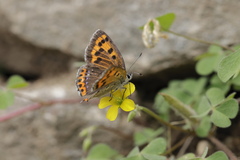 Lycaena panava