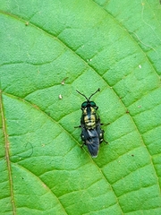 Ptilocera