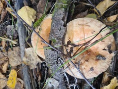 Lactarius torminosus