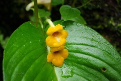 Microchirita bimaculata