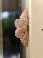 Idaea eugeniata