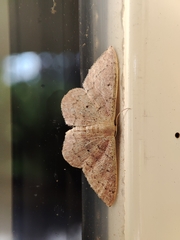 Idaea eugeniata