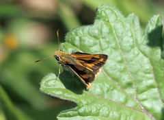 Taractrocerini