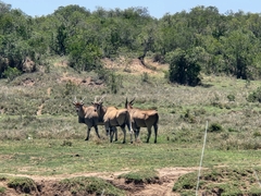 Tragelaphus oryx pattersonianus