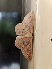 Idaea eugeniata
