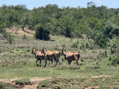 Tragelaphus oryx pattersonianus