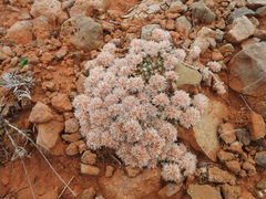 Paronychia macrosepala