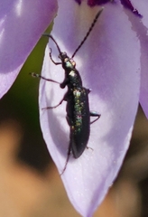 Neoeutrapela