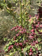 Atriplex littoralis