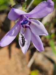 Neoeutrapela
