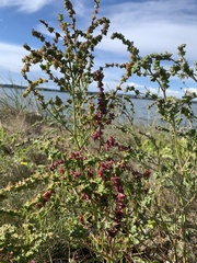Atriplex littoralis