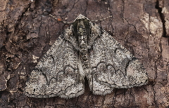 Metaterpna differens