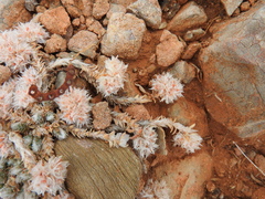 Paronychia macrosepala