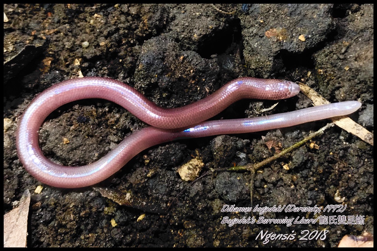 Bogadek's Burrowing Lizard photo 3