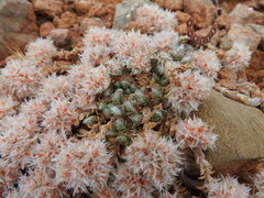 Paronychia macrosepala