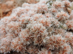 Paronychia macrosepala