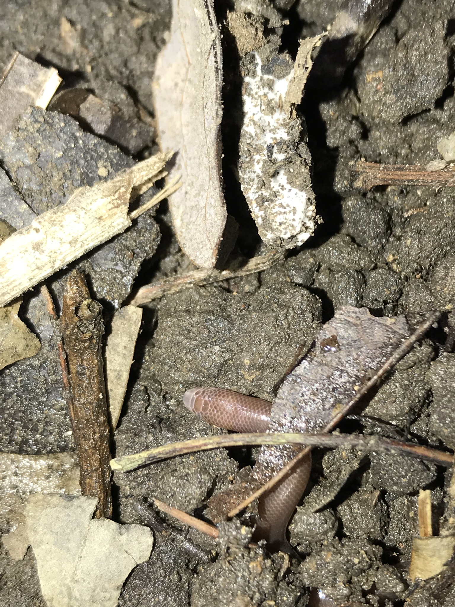 Bogadek's Burrowing Lizard photo 5