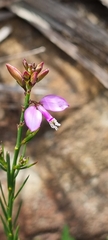 Polygala garcinii