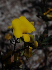 Gompholobium virgatum