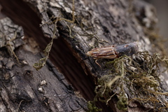 Nephopterix bicolorella