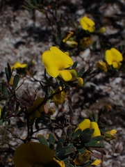 Gompholobium virgatum