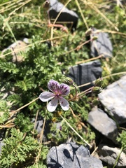 Erodium glandulosum