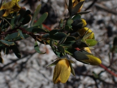 Gompholobium virgatum